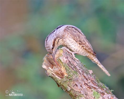 Eurasian Wryneck Photos, Eurasian Wryneck Images, Nature Wildlife Pictures | NaturePhoto