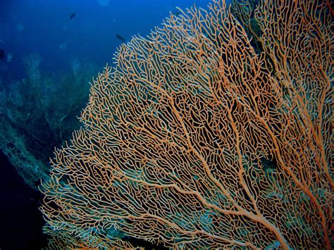 Gorgonian coral | Sea creatures, Marine life, Underwater