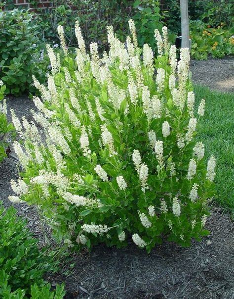 89 Part shade shrubs zone 9 ideas in 2021 | shade shrubs, shrubs, plants