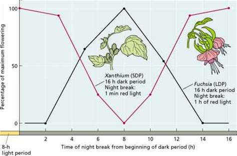 The Circadian Clock Is Involved in Photoperiodic Timekeeping - Floral Stimulus