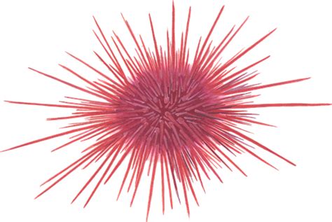 Red Sea Urchin | VS Battles Wiki | Fandom