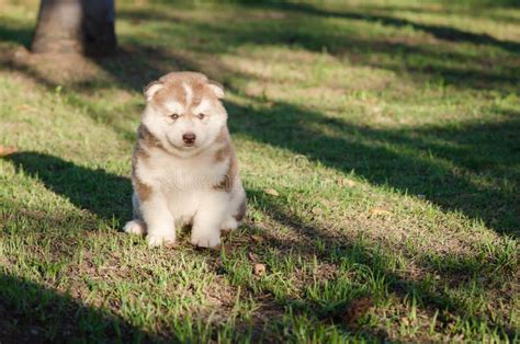 Fat Husky Puppy Stock Photos - Free & Royalty-Free Stock Photos from ...