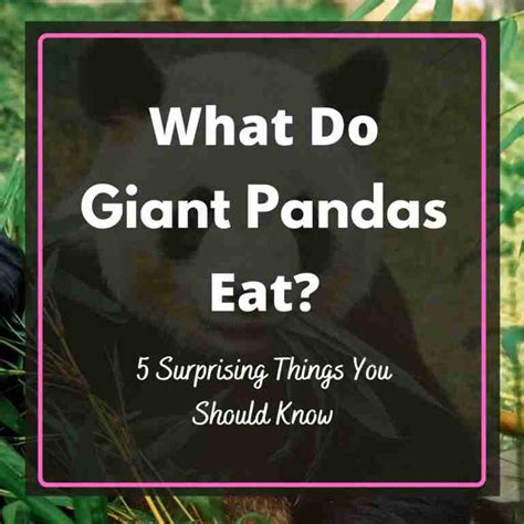 What Do Giant Pandas Eat - a Guide to Panda's Diet | BestofPanda