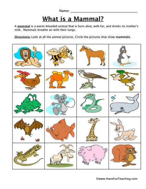 Mammals Characteristics Worksheet