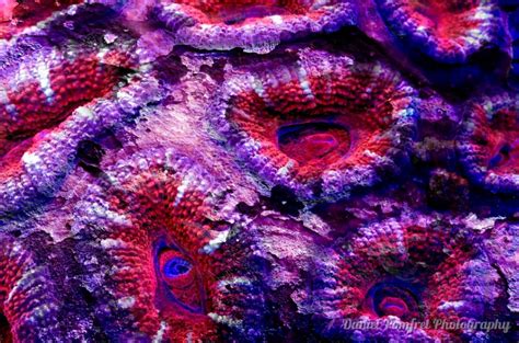 Acan Brain Coral (Acanthastrea echinata) - Daniel Pomfret Photography