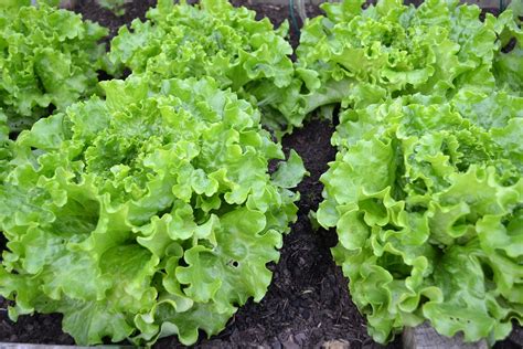 Grow your own lettuce – small green things