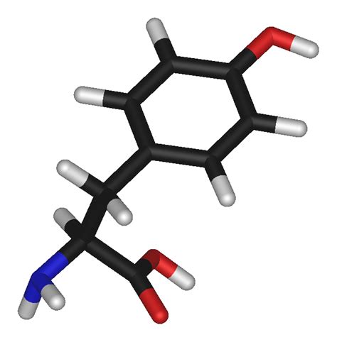 Tyrosine - wikidoc