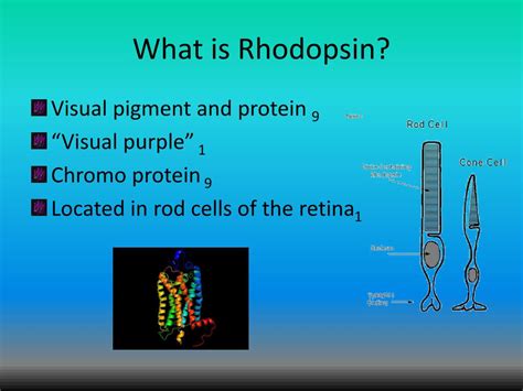 PPT - Rhodopsin PowerPoint Presentation, free download - ID:1871143