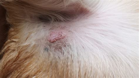 Melanoma Skin Cancer In Dogs