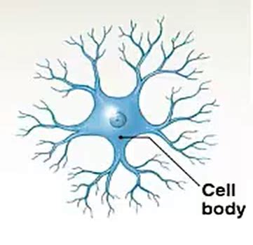 Structure and function of neurons Diagram | Quizlet