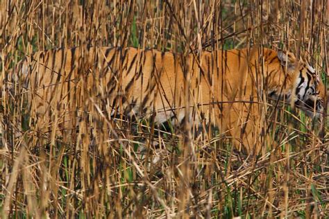 Meet Steve Winter - National Geographic Wildlife Photographer