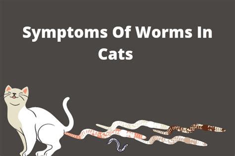 17 Most Common Symptoms Of Worms In Cats You Should Know