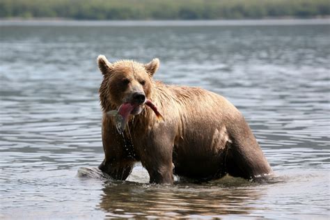 Brown Bear Information, Pictures, Video & Facts. What Is A Brown Bear?