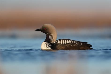 Pacific Loon | pacific Loon on a small pond in Barrow Alaska… | Dan ...