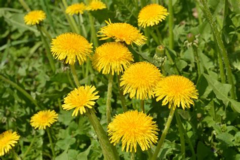 Dandelion: A Seedy Weed or Medicine You Need? Medicinal Plant Reviews