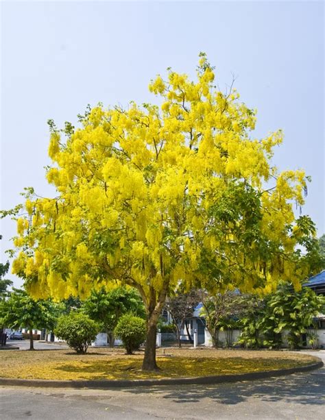 Golden Shower Tree Grow and Care | Cassia Fistula Propagation • India ...