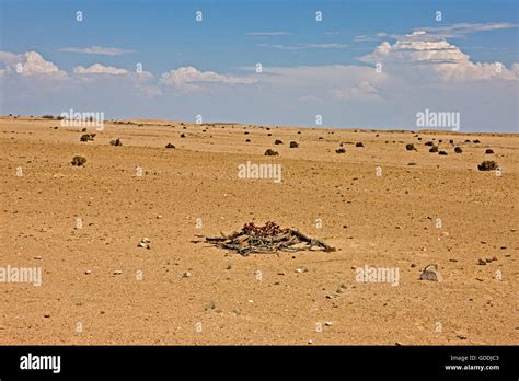 Welwitschia, welwitschia mirabilis, Living Fossil Plant, Namib Desert in Namibia Stock Photo - Alamy