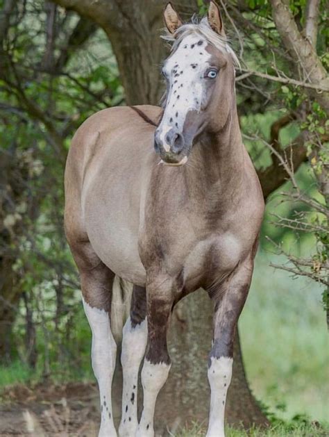 Grulla: Like all dun horses, a grulla (or black dun) has a lighter body ...