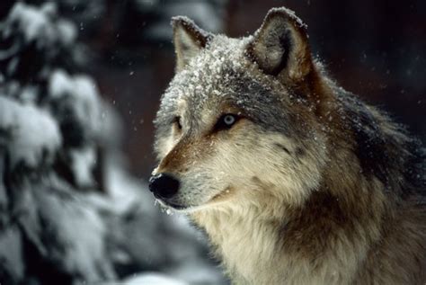 Animals in Subarctic Climates | Animals - mom.me