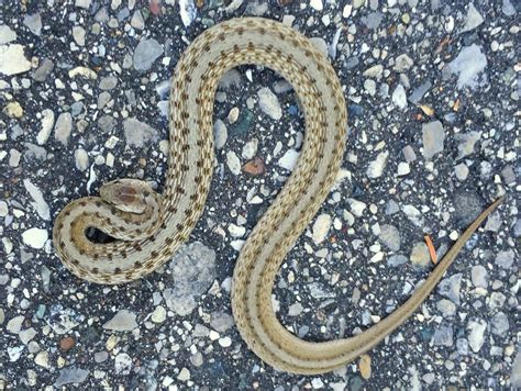 Snake. Michigan Snakes, Michigan, Nature, Animals, Naturaleza, Animales ...