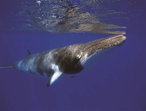 Dwarf Minke Whale, Smallest amongst giants - Underwater360