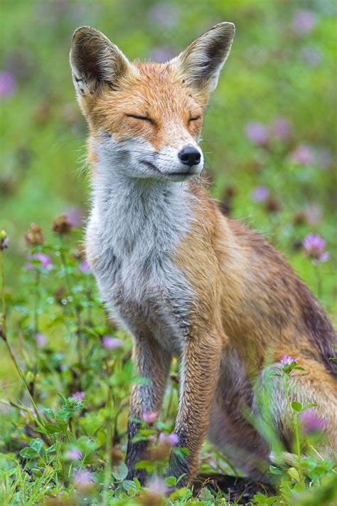 Sitting cute fox | by Tambako The Jaguar Reptiles, Mammals, Animals And Pets, Baby Animals, Cute ...