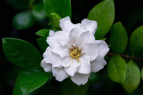 Amazing Meaning and Symbolism of Gardenia Flower | Florgeous Growing Flowers, Planting Flowers ...