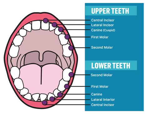 Human Teeth Diagram For Kids