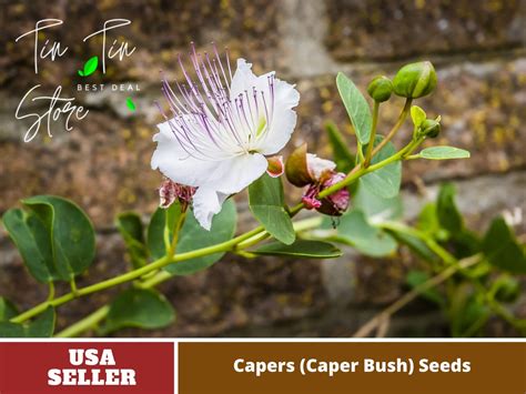 12 Seeds Capers caper Bush Seeds-vegetable Asian Garden Organic ...