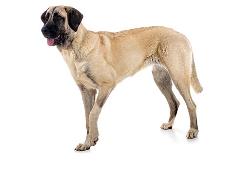 Kangal Shepherd Dog Breed Pictures, Characteristics, & Facts - DogTime