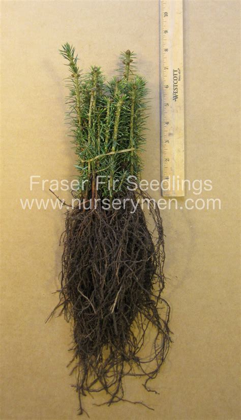 Fraser Fir Seedlings - Abies fraseri - Evergreen Trees For Sale