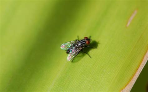 Bug of the Week: Flies Not in Flight – Growing With Science Blog