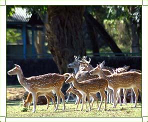 Assam State Zoo And Botanical Garden - Assam State Zoo & Botanical ...