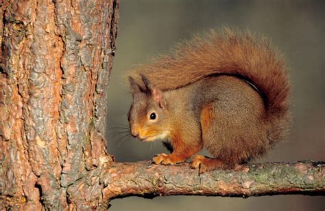 Wildlife in the Cairngorms National Park