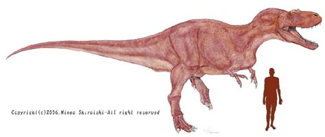 Albertosaurus Pictures & Facts - The Dinosaur Database