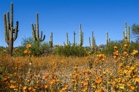 Sonoran Desert Flowering Plants | Best Flower Site