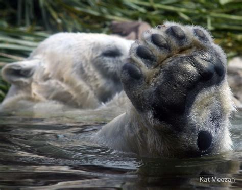 "Polar Bear Foot" by Kat Meezan | Redbubble