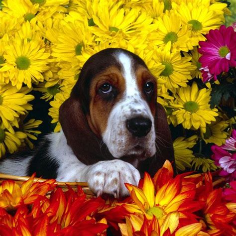 Dogs Jigsaw Puzzles - Android Apps on Google Play