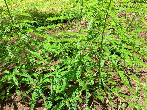 phyllanthus amarus - Botanical Gardens of St Vincent and the Grenadines