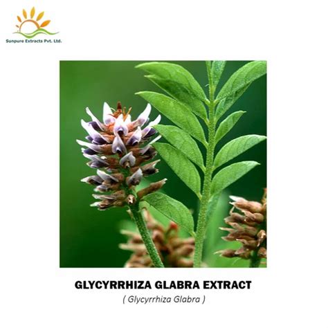 Glycyrrhiza Glabra Extract at best price in Sikandrabad by Sunpure Extracts Private Limited | ID ...