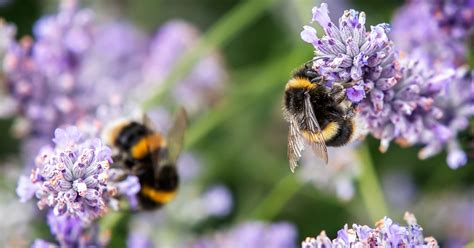 Guide to British bees - Happy Beaks Blog