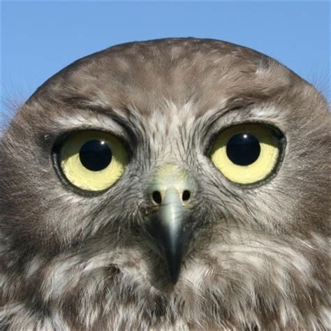 Features - Western Australian Birds of Prey