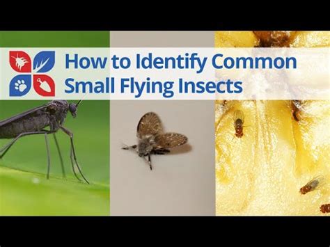 Common Small Flying Insects Identification Video | DoMyOwn.com