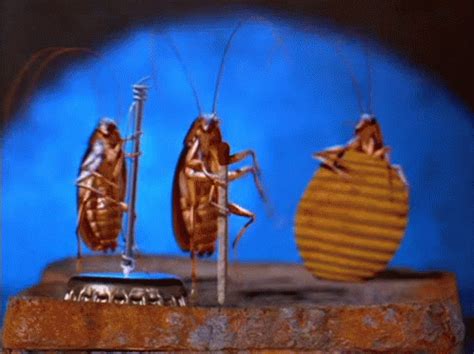 Insects GIFs | Tenor