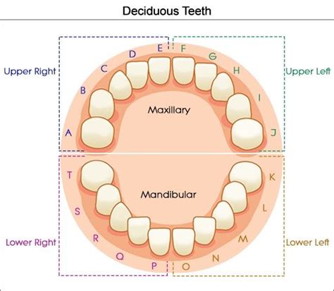 Dental Charts to Help You Understand the Tooth Numbering System | Teeth, Charts and Dental