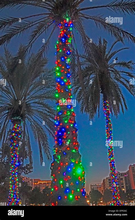 Christmas decorated palm tree in Orlando, Florida Stock Photo, Royalty ...