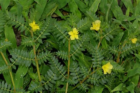 Tribulus Terrestris The Beneficial Plant - The Health Thing