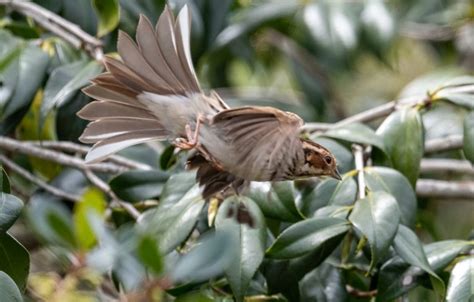 Weekly "What is it?": Little bunting - UF/IFAS Extension Escambia County