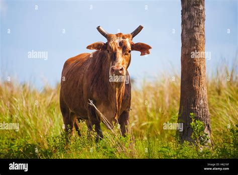 Florida Cracker cattle, free range; Florida, United States of America ...