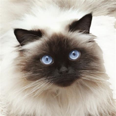 Caring for a Himalayan Cat | Iran kedisi, Yavru kediler, Siyam kedisi